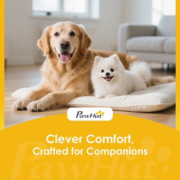 Pet Accesories
